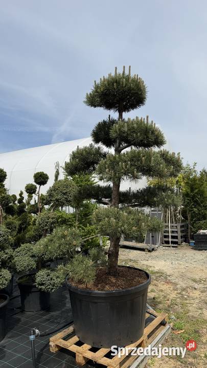 Sosna Czarna Pinus Nigra Bonsai 175200 Kobyla Góra