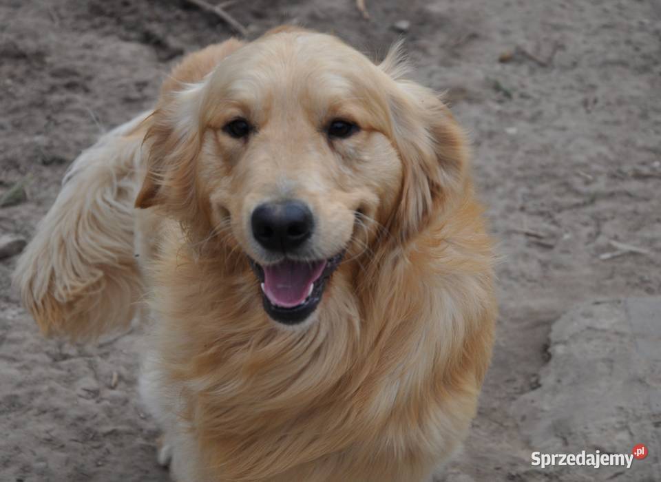 Golden retriever reproduktor krycie mazowieckie Przysucha