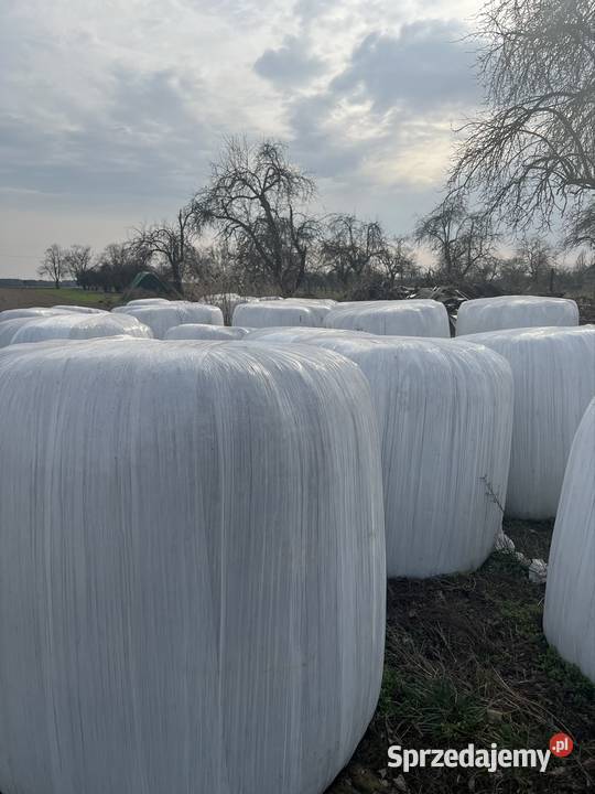 Belki kiszonki łódzkie