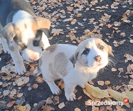 Owczarek środkowoazjatyczki szczenię Złotów