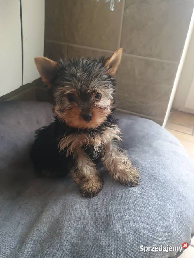 Yorkshire terrier mini piesek Radziejów
