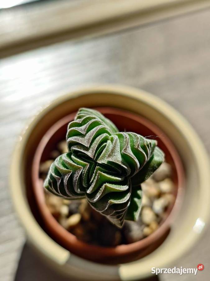 Sukulent grubosz Crassula Buddhas Temple Warszawa sprzedam