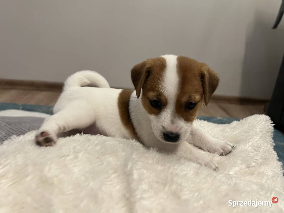 Jack Russell Terrier Lubartów
