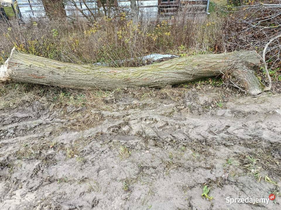 Lipa drewno drzewo Żuków Pierwszy