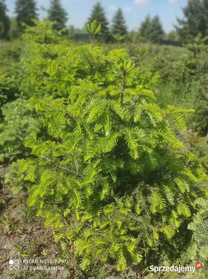 Świerk czarny Picea orientalis Iglaste mazowieckie Osuchów sprzedam
