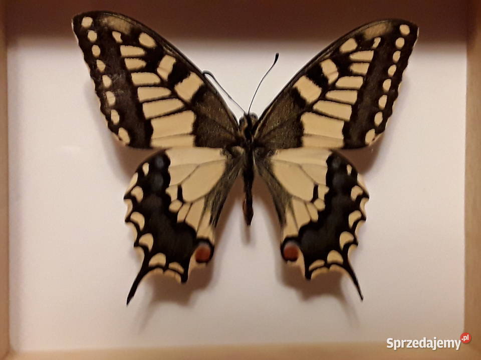 Motyl w ramce 12x10 Papilio machaon Paź królowe Szczecin