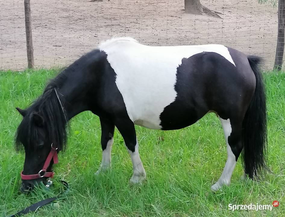 Kucyk klacz Falęcice sprzedam