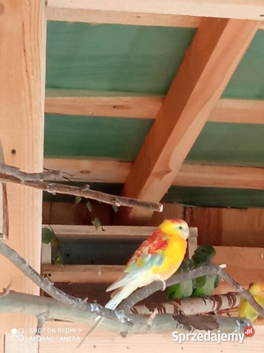 Do sprzedania nadwyżka papug