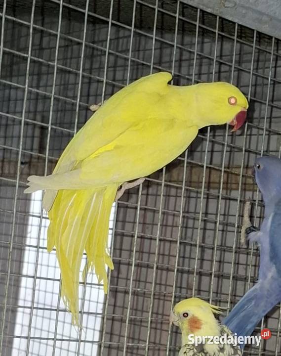 aleksandretty młode 25r zielone zółte niebieskie Orzesze sprzedam