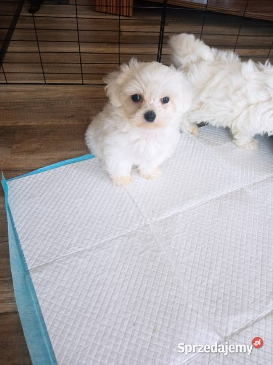 Maltańczyk suczka mini Dębica sprzedam