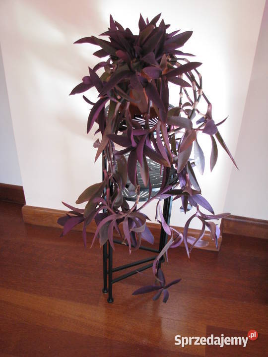 Trzykrotka purpurowa tradeskancja setkrezja duża fioletowy małopolskie