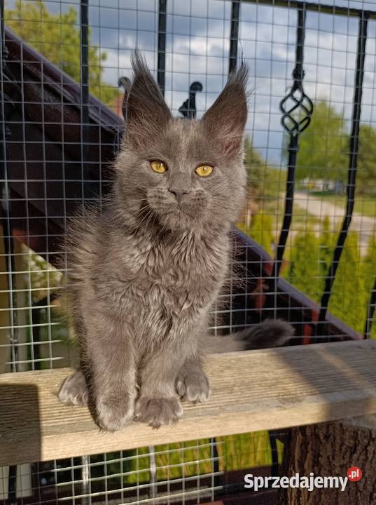 Niebieski kocurek Maine Coon FPL pomorskie Gdańsk
