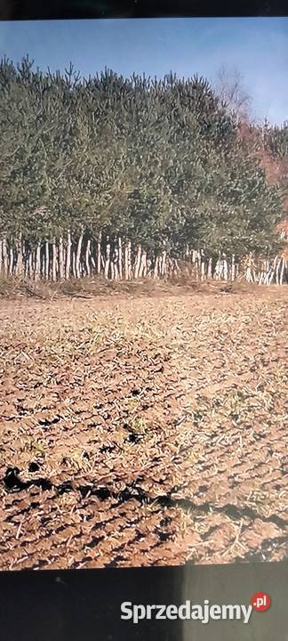 Działka leśna Kiełczew Smużny Czwarty