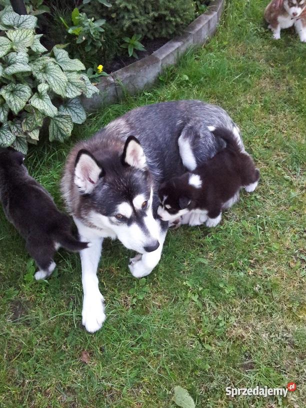 Alaskan malamute szczenięta