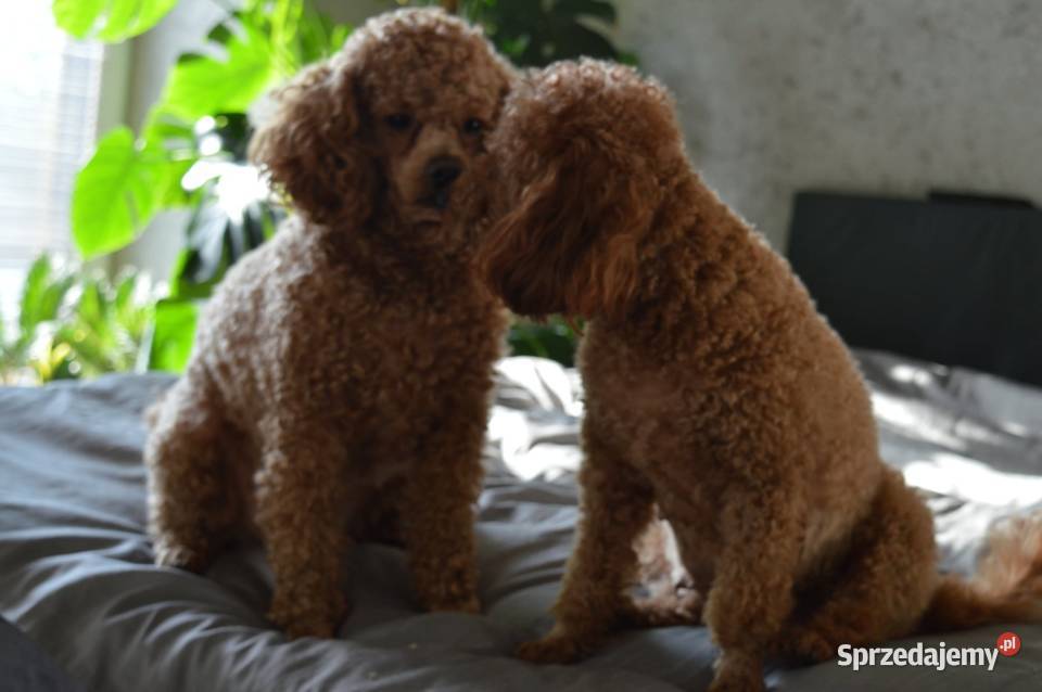 Pudel miniatura red suczkapiesek Zgierz