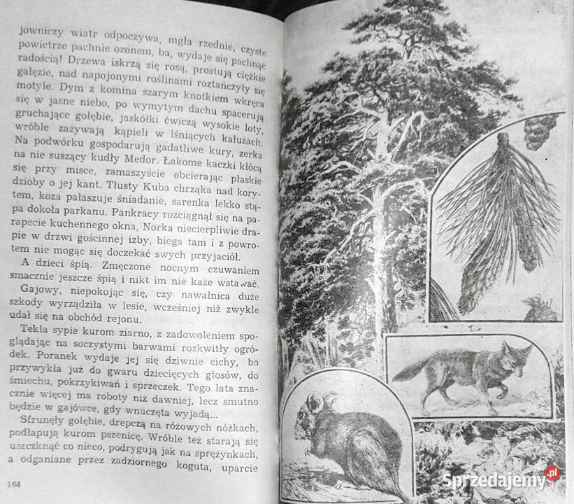 Wakacje w Borkach Jadwiga Korczakowska Chełm sprzedam