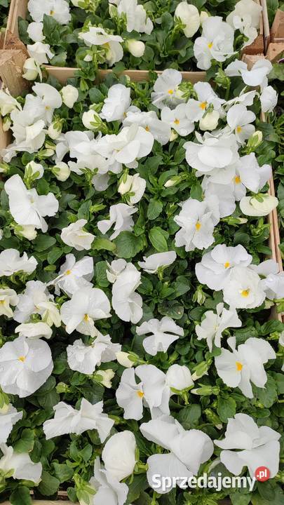 Bratki producenta Radonice sprzedam