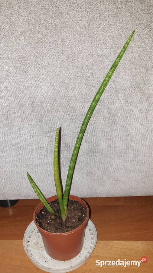 Sansewieria cylindryczna sansa wysokość 32 mazowieckie Warszawa