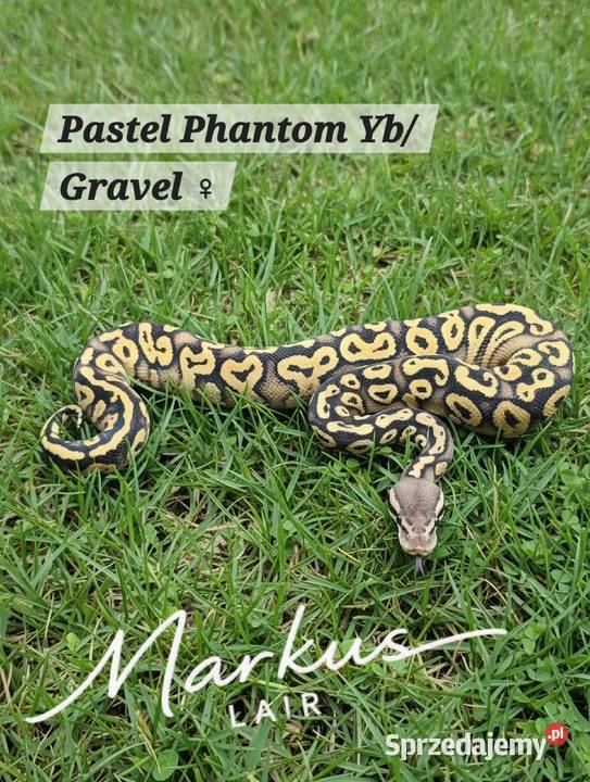 Python Regius 2026 śląskie Bytom sprzedam