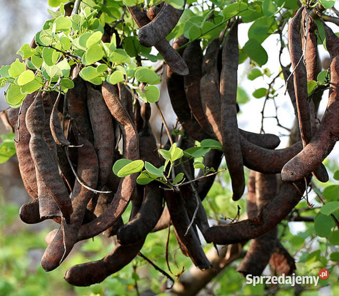 BAUHINIA BIDI Bauhinia racemosa NASIONA 100g
