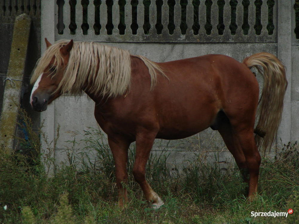 Konie Haflingery Opatów