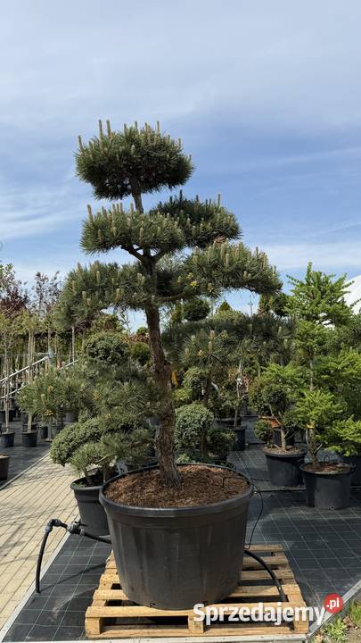Sosna Czarna Pinus Nigra Bonsai 175200 Kobyla Góra