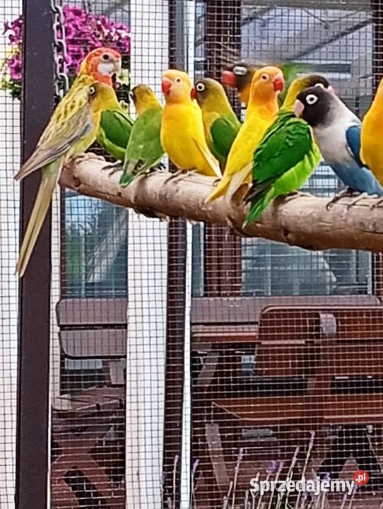 Papugi nierozłączki i rozelle Cierpisz