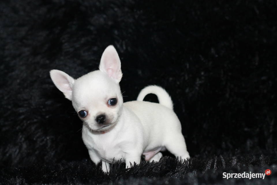 Chihuahua krótkowłosy ZKwP FCI zachodniopomorskie