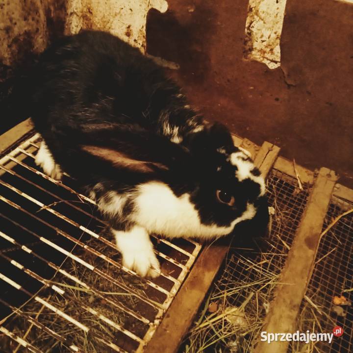 Sprzedam szczepionego królika samca krzyżówka łódzkie Trzepnica sprzedam
