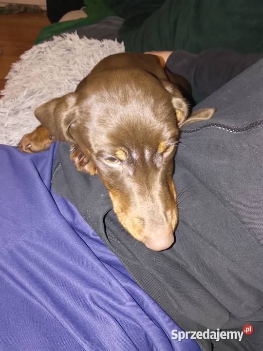 Jamnik standard piesek Garbów