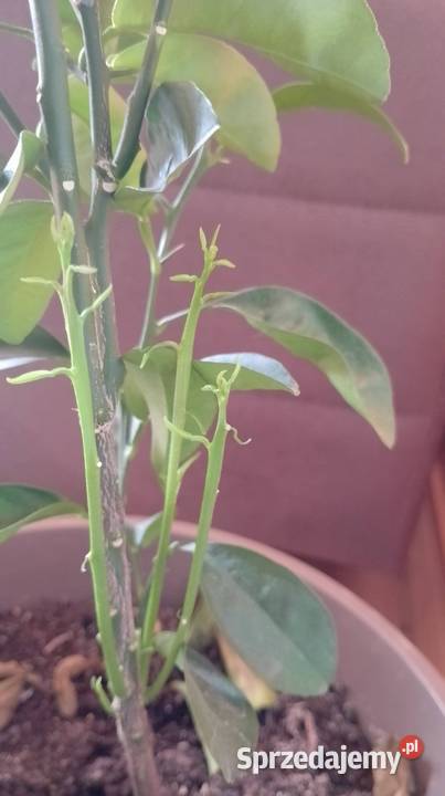 Dwie mandarynki sztuka 65 Czarzyzna