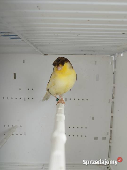 Kanarki Gloster samce 26 r Ptaki wielkopolskie Gostyń