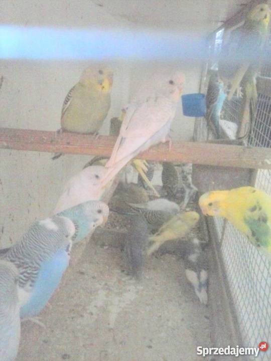 papugi faliste nimfy i kozy Zamość