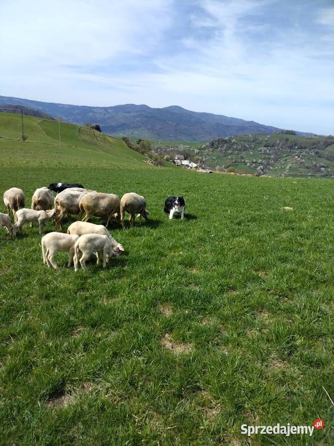Border Collie przyjaciel zabawa Łomnica-Zdrój sprzedam