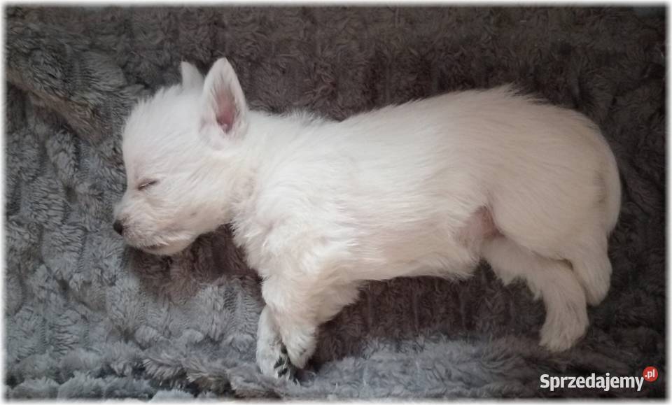 West Highland White Terrier ZKwP FCI