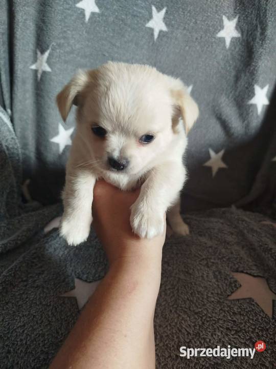 Urocze szczenięta rasy Chihuahua Płońsk