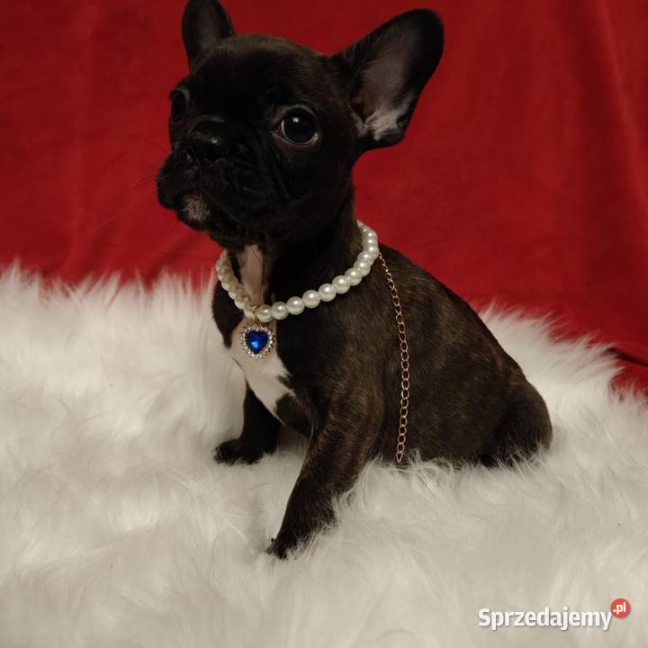 Buldog francuski przebadanych rodzicach Łańcut