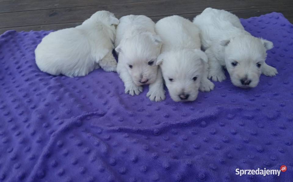 west highland white terrier szczeniak Dębica