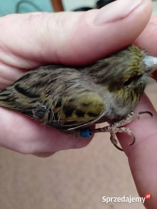 Kanarki 3 sztuki małopolskie Siepraw