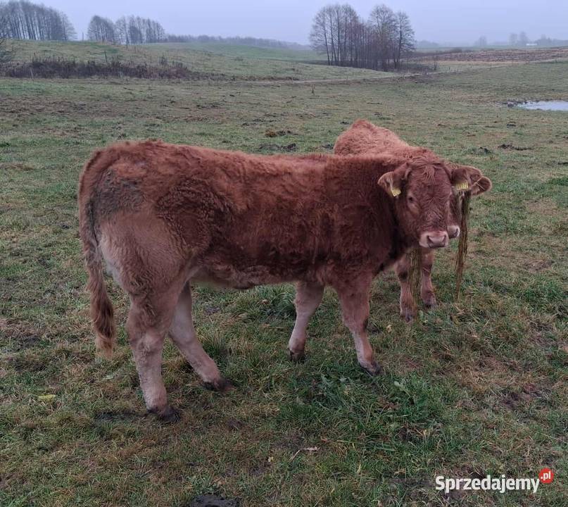 Sprzedam odsadki Lm podlaskie Osińska Buda