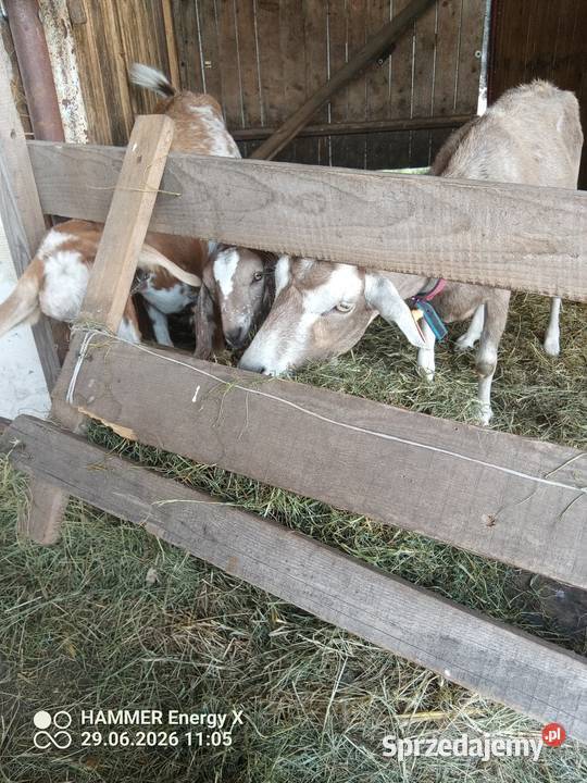 Koza z mlekiem i małą kuzką łódzkie Kaźmirów sprzedam