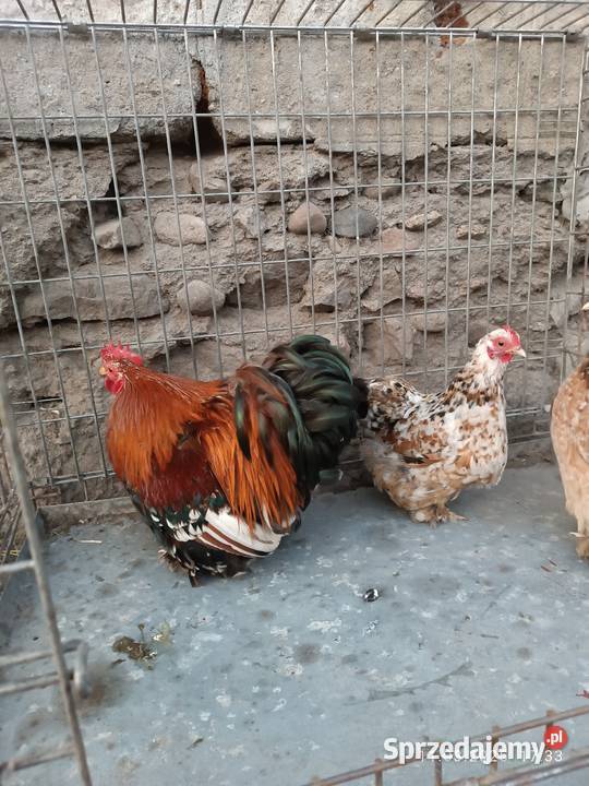 Sprzedam Porządzie