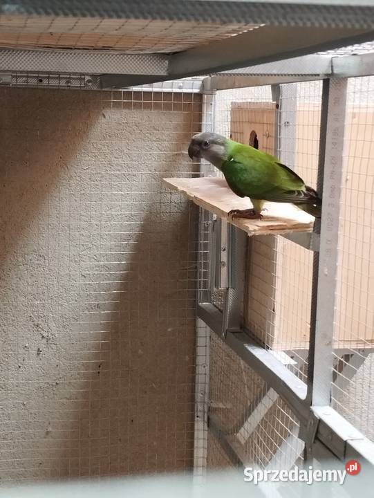 Afrykanki senegalskie 2025 Ptaki Jasło sprzedam