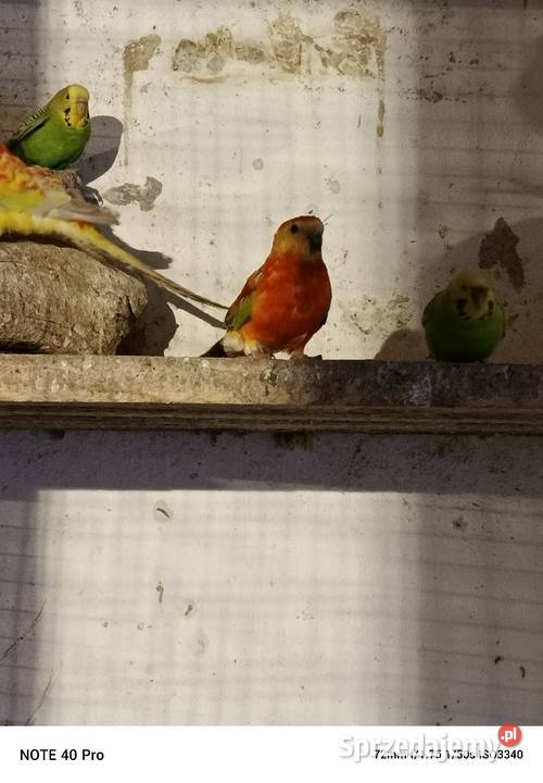 Sprzedam papugę swiergote Gorzkowice