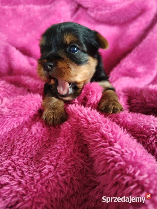 Piesek yorkshire terrier do rezerwacji