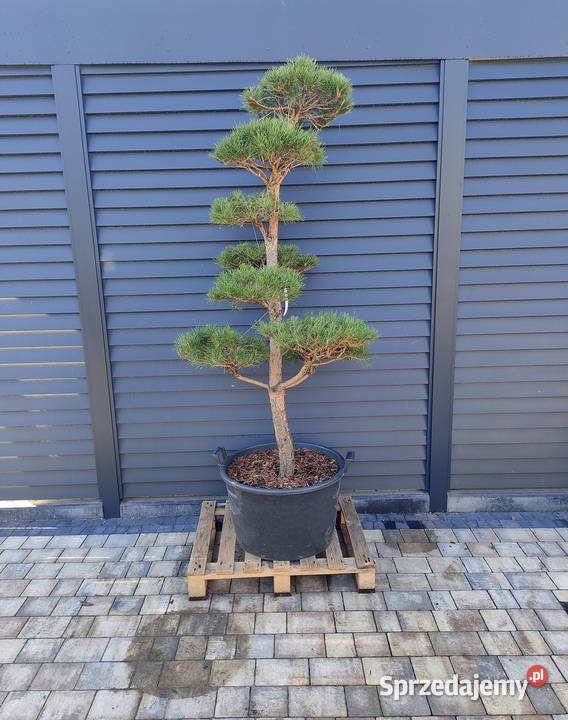 Sosna 9 formowana Bonsai ogrodowe Niwaki Częstochowa