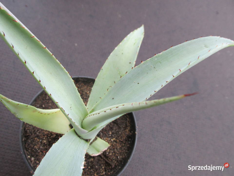 Agawa platynowa agave guingenola platinium Kraków
