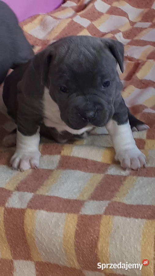 Amstaff Reproduktor Puławy