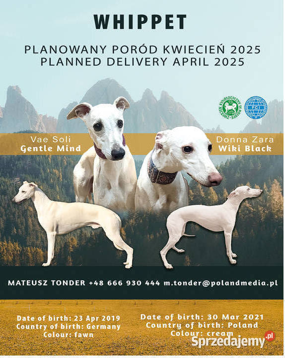 Szczeniaki Whippet Poznań