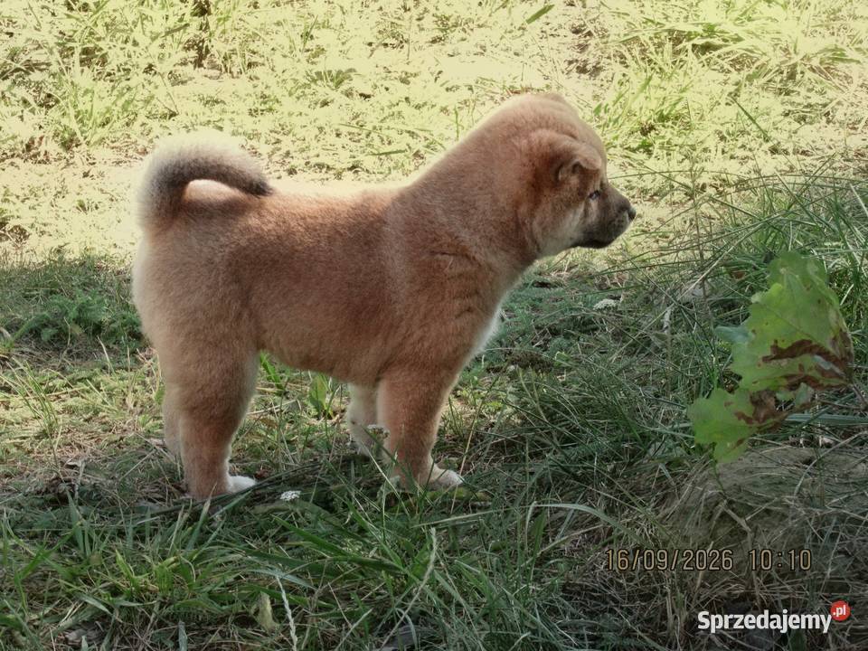 Rezerwacje na dwoje szczeniąt rasy Shiba Inu lubelskie Bychawka Trzecia